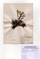 藏品(叉開網地藻)的圖片